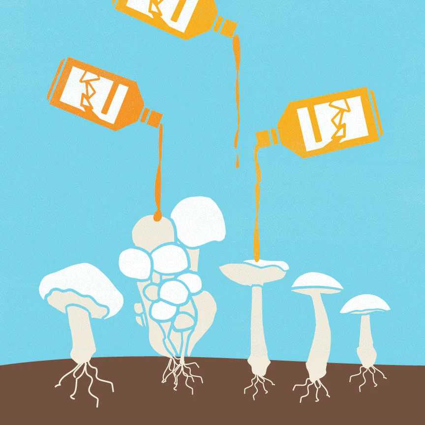 Mushrooms growing in soil being drizzled with vinegar from three bottles against a blue background
